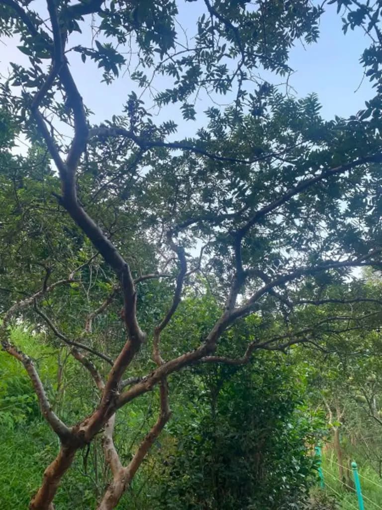 Main-CẦN BÁN GẤP 3.300M² - MƯỜNG BI (PHÚ THỌ) - GẦN ĐƯỜNG NHỰA-5