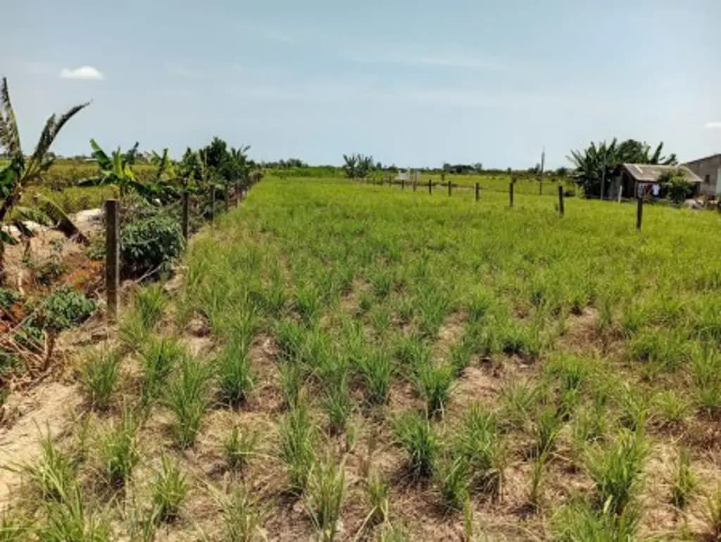 Main-Chính chủ bán đất Thổ Cư đẹp ngay trung tâm hành chính Tân Phú Đông Tiền Giang-1