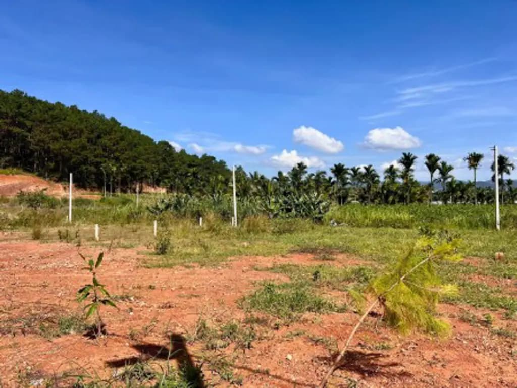 Main-Cần Bán Đất 309m², 209m² Đất Ở, 2 Mặt Tiền, Giữa Đồi Thông-1