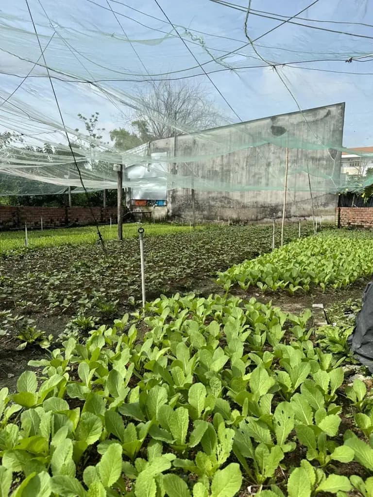 Bán Đất 1100m2 có sẵn 300 m2 thổ cư giá 14 tỷ tại Đường Trịnh Thị Miếng Xã Thới Tam Thôn Huyện Hóc Môn TP. Hồ Chí Minh