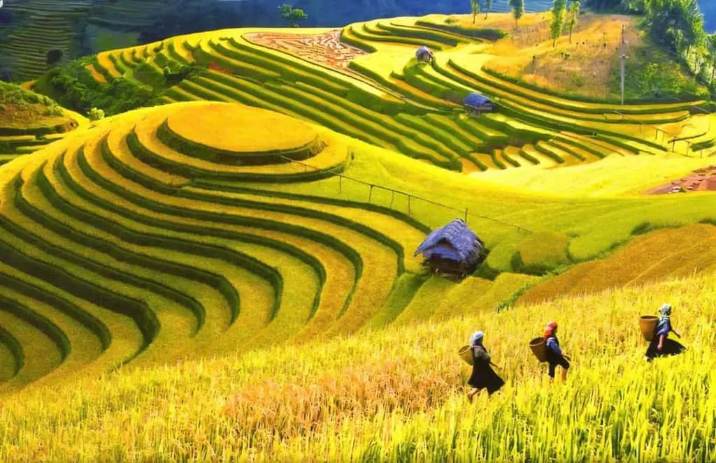 Main-ALPHORA MƯỜNG HOA – TÀI SẢN GIỮA THUNG LŨNG DI SẢN SA PA | GIÁ CHỈ TỪ 11 TỶ ĐỒNG!-1