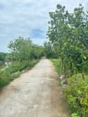 Thumb-Bán Nhà riêng 1928.8m2 có sẵn 258 m2 thổ cư giá 1.95 tỷ tại Xã Hậu Thạnh Đông Huyện Tân Thạnh Long An-5