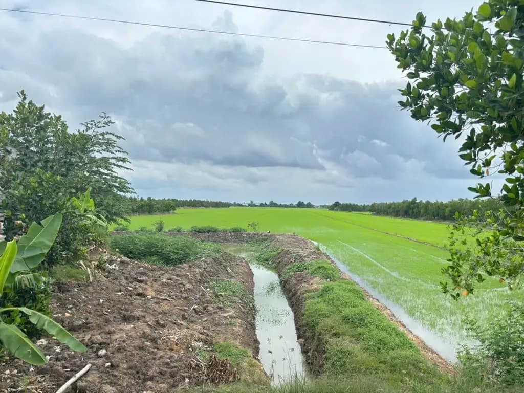 Main-Bán Nhà riêng 1928.8m2 có sẵn 258 m2 thổ cư giá 1.95 tỷ tại Xã Hậu Thạnh Đông Huyện Tân Thạnh Long An-9