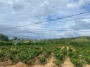 Thumb-Bán Đất 2000m2 có sẵn 300 m2 thổ cư giá 3.5 tỷ tại Xã Ninh Gia Huyện Đức Trọng Lâm Đồng-4