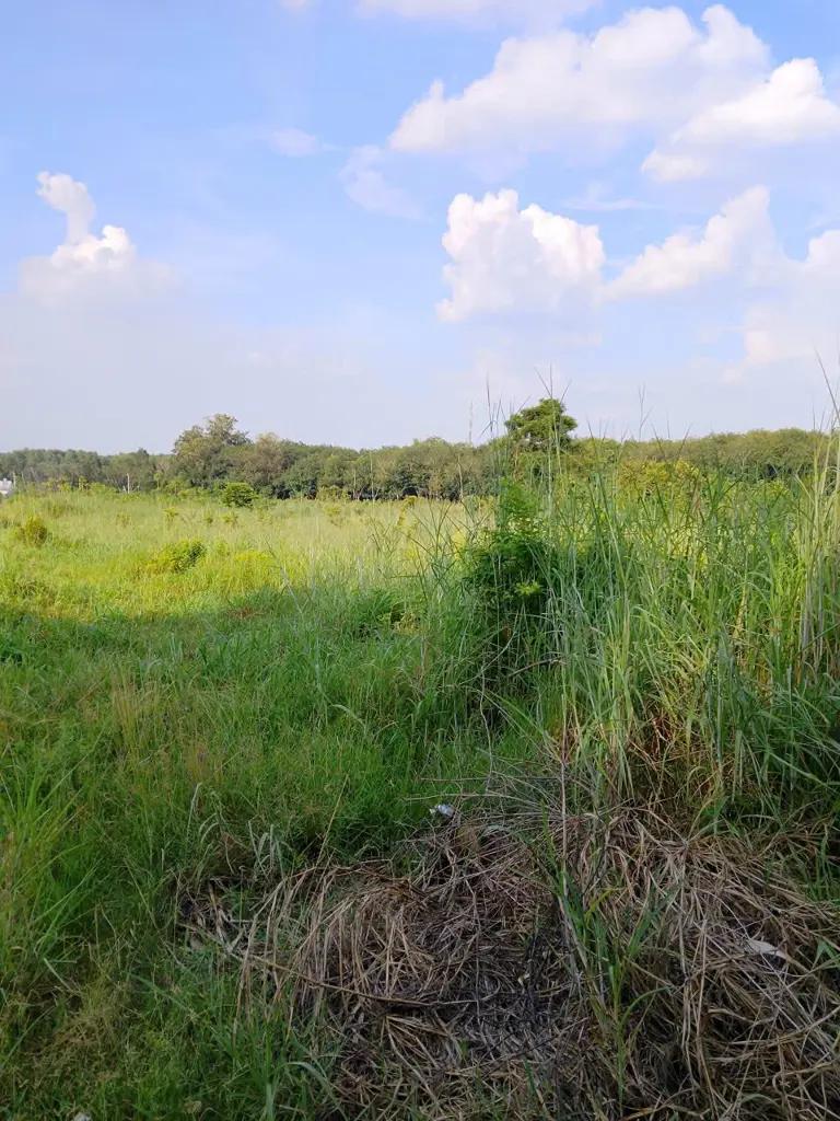 Main-4920m2 Tân, Định Bến Cát, Bình Dương-2