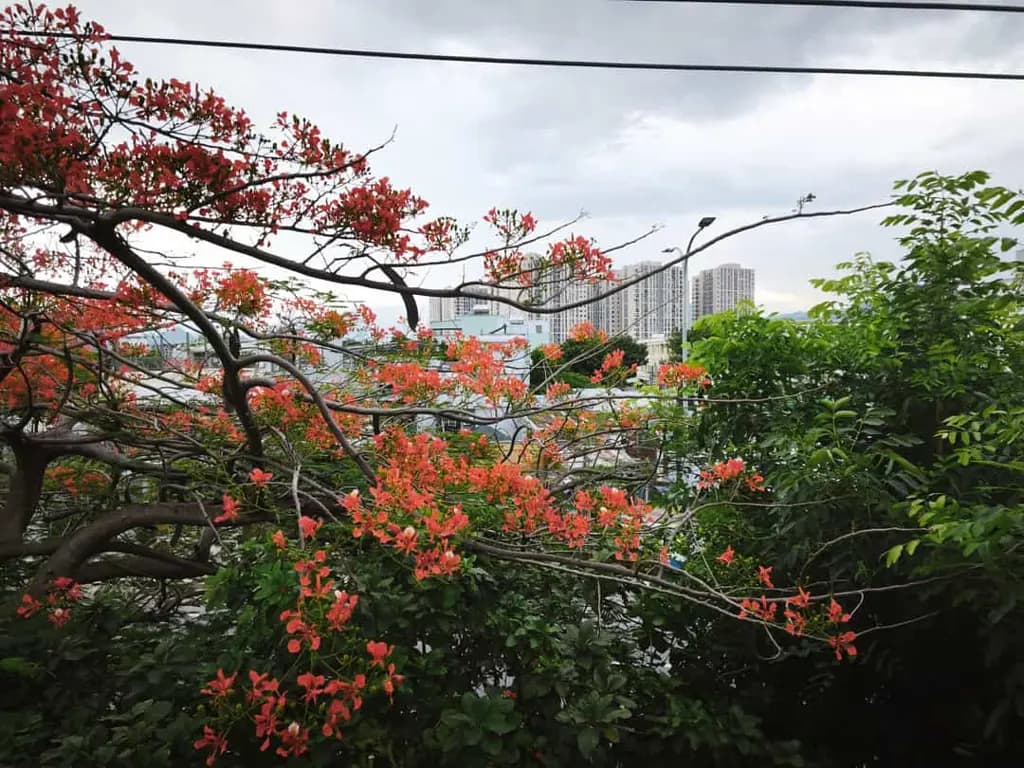 CHÍNH CHỦ CHO THUÊ NHÀ 3 TẦNG NGUYÊN CĂN MẶT TIỀN NGUYỄN LƯƠNG BẰNG GIÁ RẺ
