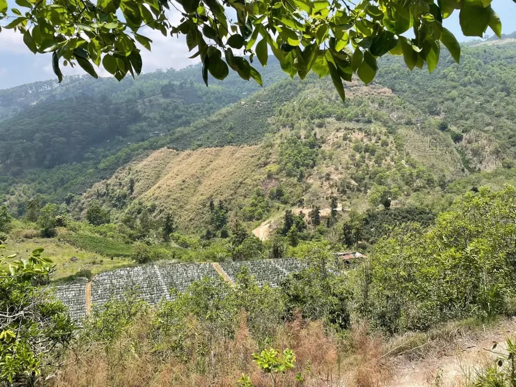 Main-Đất nông nghiệp giá rẻ, sẵn hồng, bơ ngoại ô Đà Lạt-1