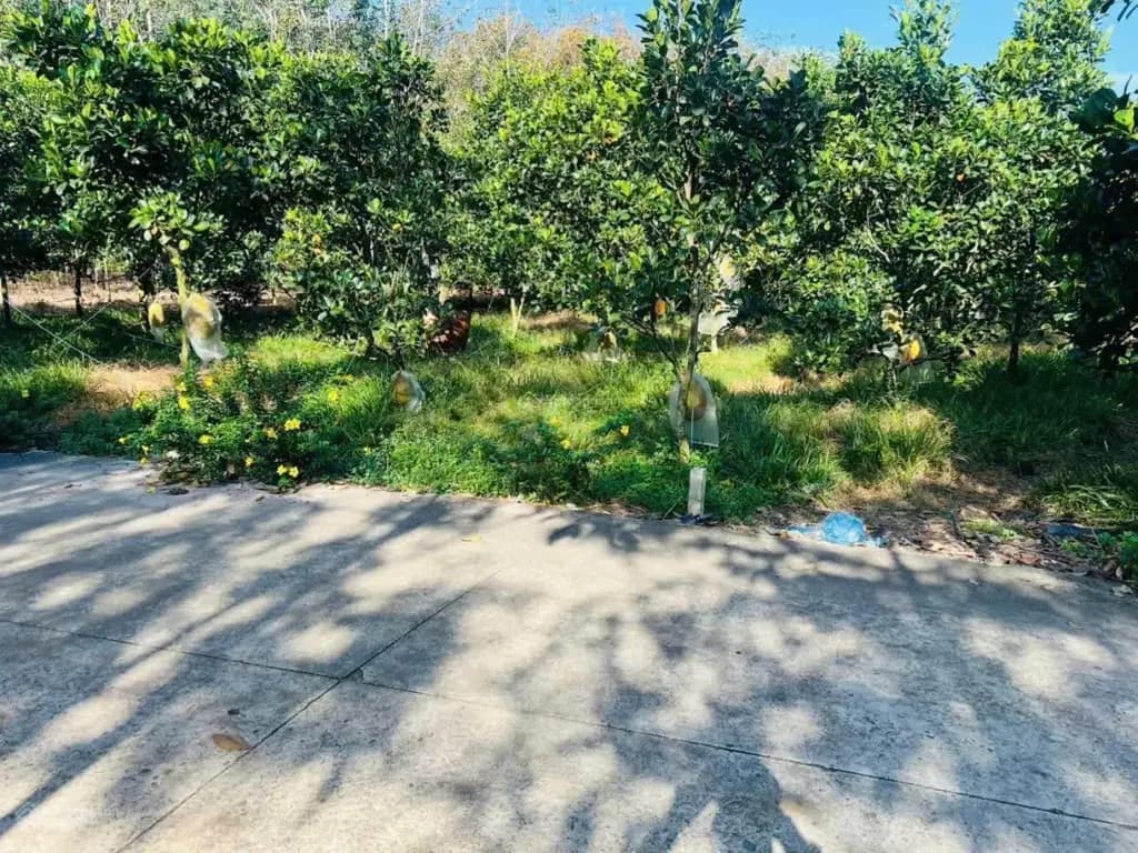 Main-Đất vườn có sẳn cây ăn trái đang thu hoạch giá 380tr mua công chứng liền-0