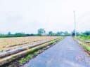 Thumb-Bán Đất 500m2 giá 350 triệu tại Xã Thạnh Lợi Huyện Bến Lức Long An-5