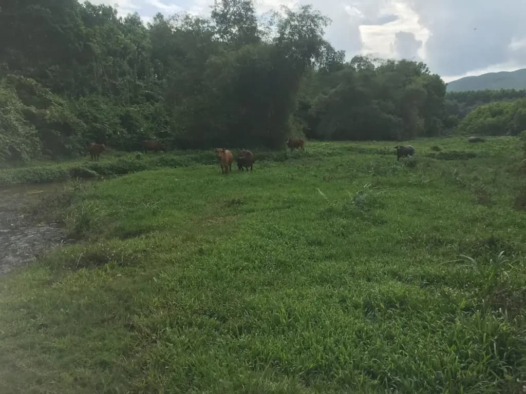 Main-Bán đất làm trang trại du lịch, nhà vườn, farmstay tại Đà Nẵng-2