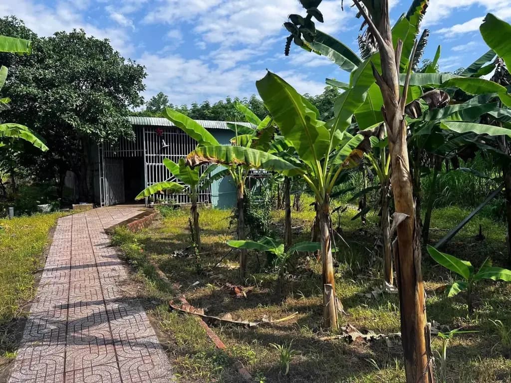 Main-Bán vườn cây ăn trái 1000m2 /275tr sổ riêng đường oto-0
