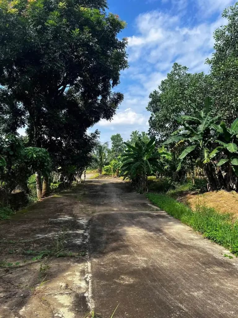 Main-Bán vườn cây ăn trái 1000m2 /275tr sổ riêng đường oto-2
