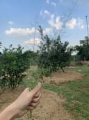 Thumb-Bán Đất thổ cư giá 7.5 tỷ thương lượng, tại Đường Hương Lộ 9, Phường Tân Triều, ĐN-7