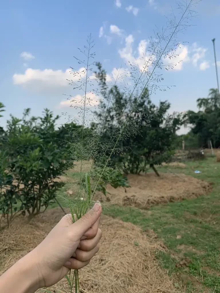 Main-Bán Đất thổ cư giá 7.5 tỷ thương lượng, tại Đường Hương Lộ 9, Phường Tân Triều, ĐN-6