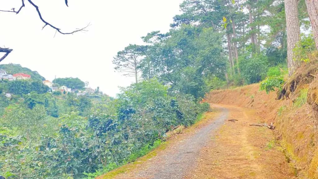 Main-E đang có 8.000m2 hẻm khe sanh, p10 - đà lạt, lâm đồng-4