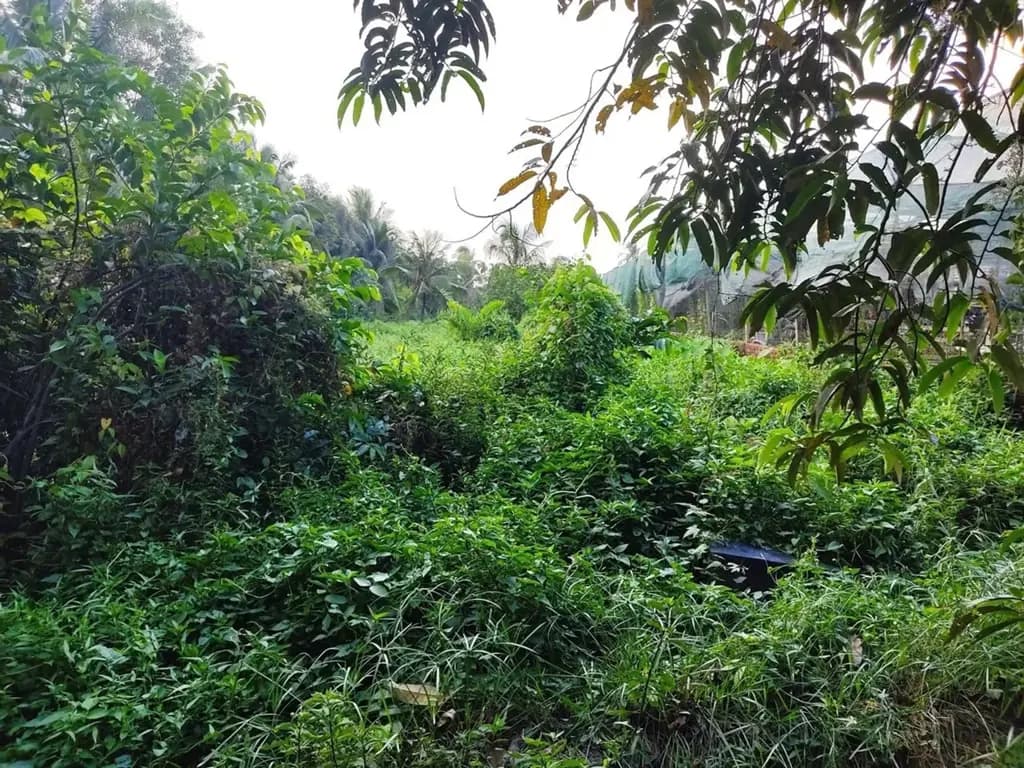 Main-BÁN GẤP 1.200M² ĐẤT THẠNH XUÂN 52 Q12 (22X54.5M) SỔ RIÊNG CÁCH SÔNG VÀM THUẬT 200M GIÁ CHỈ 5.7 TỶ (~4.75TR/M²) TL-0