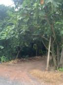 Thumb-BÁN GẤP 1.200M² ĐẤT THẠNH XUÂN 52 Q12 (22X54.5M) SỔ RIÊNG CÁCH SÔNG VÀM THUẬT 200M GIÁ CHỈ 5.7 TỶ (~4.75TR/M²) TL-6
