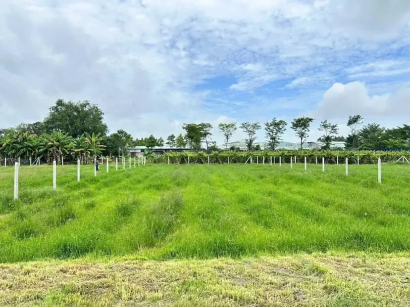 Bán Đất 810m2 có sẵn 40 m2 thổ cư giá 1.3 tỷ tại Đường Trương Thị Kiện Xã Thái Mỹ Huyện Củ Chi TP. Hồ Chí Minh