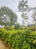 Thumb-QUỸ ĐẤT VÀNG 400M² - LÝ TƯỞNG KINH DOANH HOMESTAY NGHỈ DƯỠNG CẬN BIỂN-2