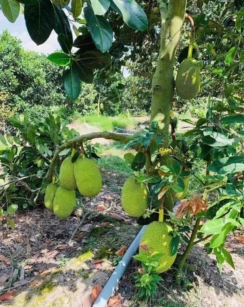 Main-🌿 VƯỜN CÂY XANH MÁT – ĐƯỜNG BÊ TÔNG Ô TÔ TỚI TẬN ĐẤT – SỔ RIÊNG-1