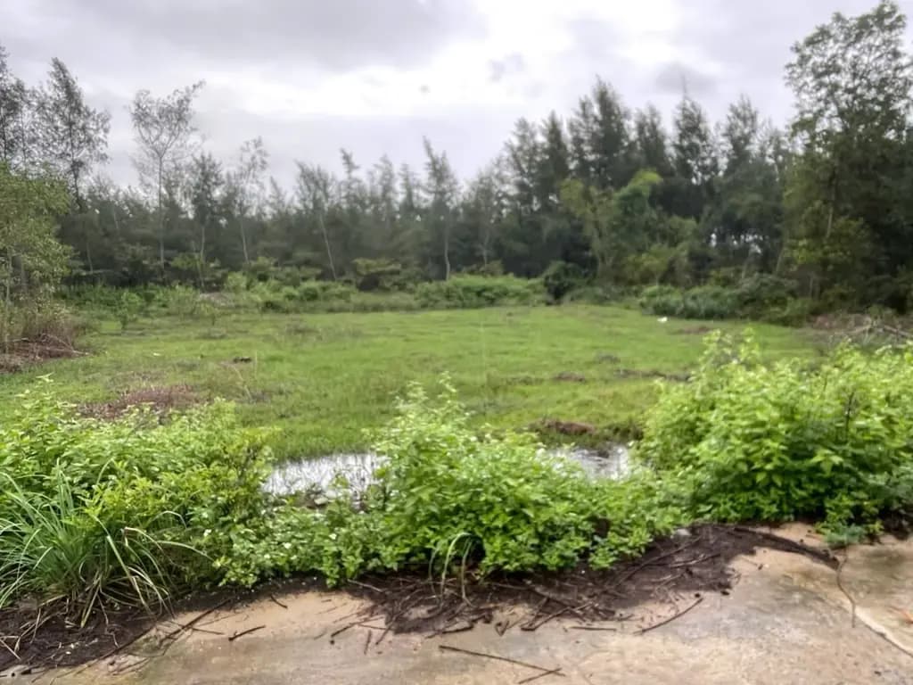 Main-Bán Đất 1559m2 có sẵn 800 m2 thổ cư giá 4.5 tỷ tại Xã Triệu Lăng Huyện Triệu Phong Quảng Trị-1