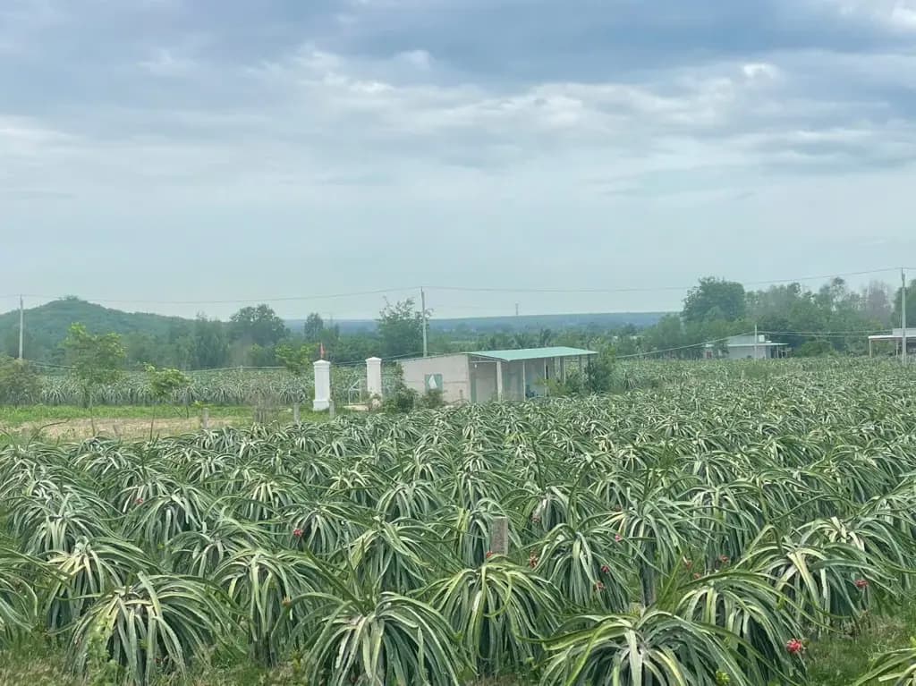 Main-Bán Vườn Thanh Long diện tích 430000m² - 105 tỷ tại Xã Hồng Liêm Huyện Hàm Thuận Bắc-8
