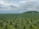 Thumb-Bán Vườn Thanh Long diện tích 430000m² - 105 tỷ tại Xã Hồng Liêm Huyện Hàm Thuận Bắc-5