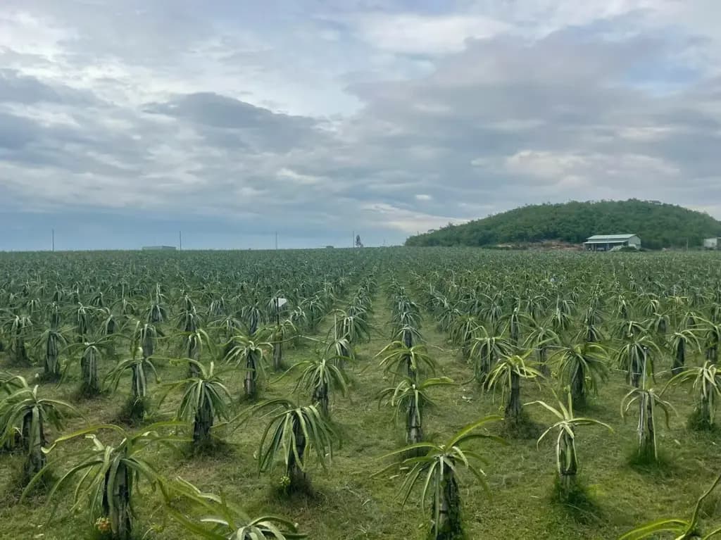 Main-Bán Vườn Thanh Long diện tích 430000m² - 105 tỷ tại Xã Hồng Liêm Huyện Hàm Thuận Bắc-4