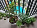 Thumb-GIÁ CỰC TỐT - CĂN HỘ CHUNG CƯ SAFIRA KHANG ĐIỀN CÓ SỔ HỒNG - 2PN 2WC 3.9 TỶ-8